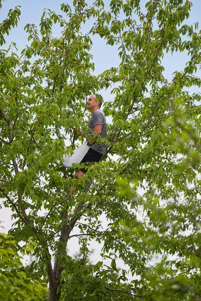 Man Zit Boom Voor Het Oogsten Van Bittere Zwarte Kersen — Stockfoto