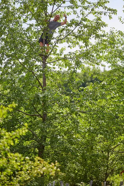 Mann Klettert Auf Baum Bittere Schwarze Kirschen Ernten — Stockfoto