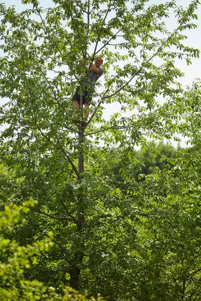 Mann Klettert Auf Baum Bittere Schwarze Kirschen Ernten — Stockfoto