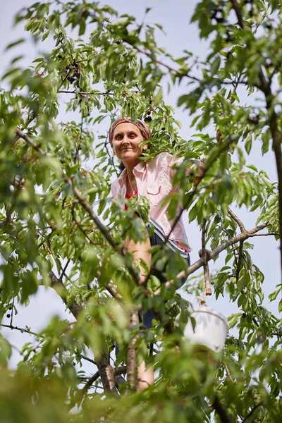 Woman Climbing Tree Harvesting Wild Black Cherries — Stock Photo, Image