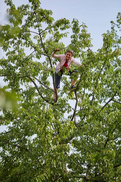 女性の木に登って 野生のブラック チェリーを収穫 — ストック写真