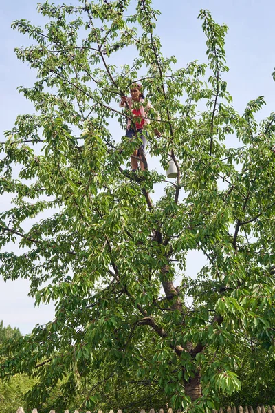 Woman climbing tree and harvesting wild black cherries