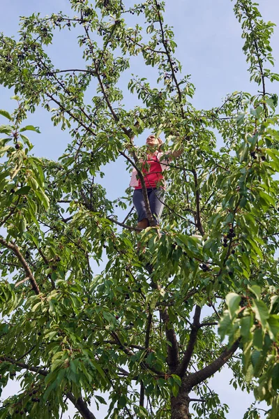 Mujer Trepando Árbol Cosechando Cerezas Negras Silvestres — Foto de Stock