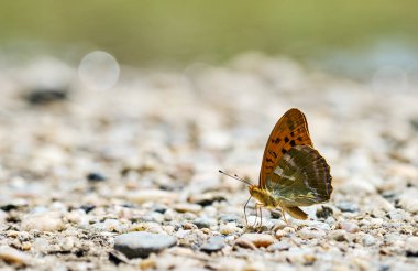 Yat, güzel renkli kelebek tuzlar ve mineraller