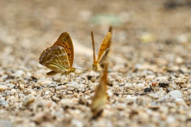 Grup turuncu kelebek tuzlar ve mineraller nemli topraktan besleme