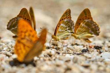 Grup turuncu kelebek tuzlar ve mineraller nemli topraktan besleme