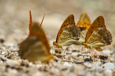Grup turuncu kelebek tuzlar ve mineraller nemli topraktan besleme