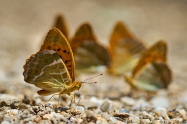 Grup turuncu kelebek tuzlar ve mineraller nemli topraktan besleme