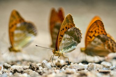 Grup turuncu kelebek tuzlar ve mineraller nemli topraktan besleme