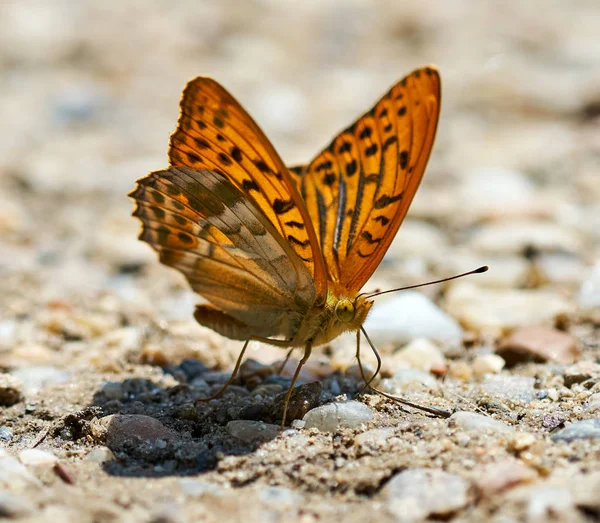 Yat, güzel renkli kelebek tuzlar ve mineraller