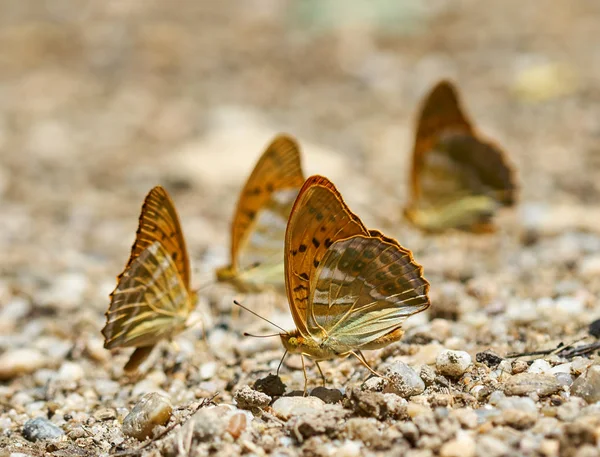 Grup turuncu kelebek tuzlar ve mineraller nemli topraktan besleme