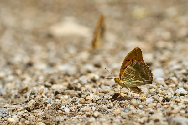 Groep Oranje Vlinders Eten Van Zouten Mineralen Uit Vochtige Grond — Stockfoto