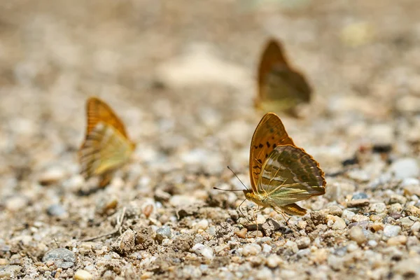 Grupp Orange Fjärilar Livnär Sig Salter Och Mineraler Från Fuktiga — Stockfoto