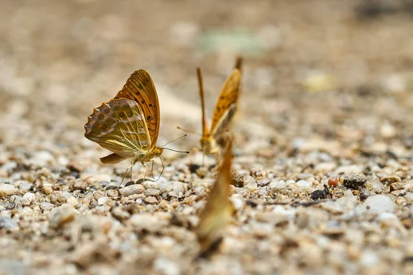 Grup turuncu kelebek tuzlar ve mineraller nemli topraktan besleme