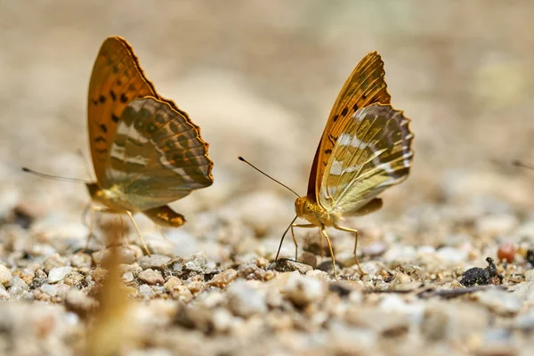 Grup turuncu kelebek tuzlar ve mineraller nemli topraktan besleme