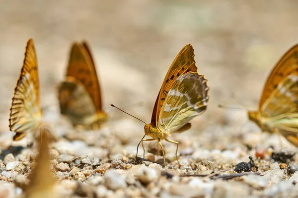 Grup turuncu kelebek tuzlar ve mineraller nemli topraktan besleme