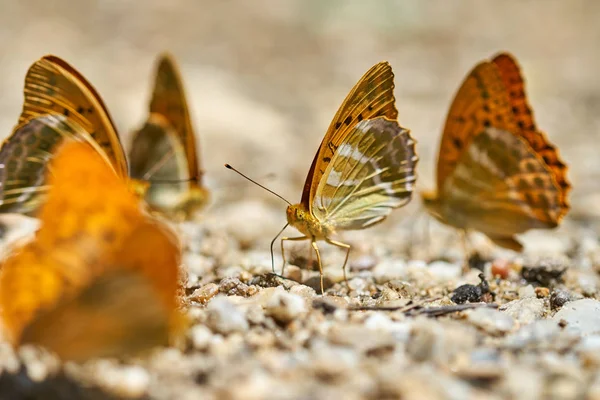 Grupp Orange Fjärilar Livnär Sig Salter Och Mineraler Från Fuktiga — Stockfoto