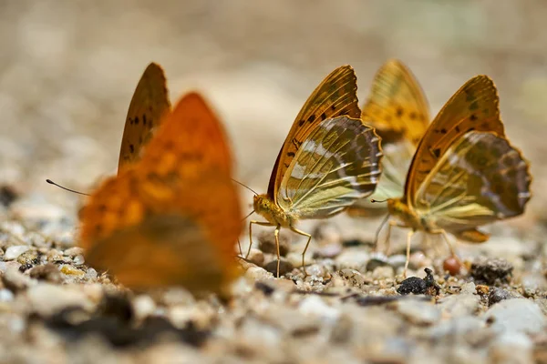Grup turuncu kelebek tuzlar ve mineraller nemli topraktan besleme