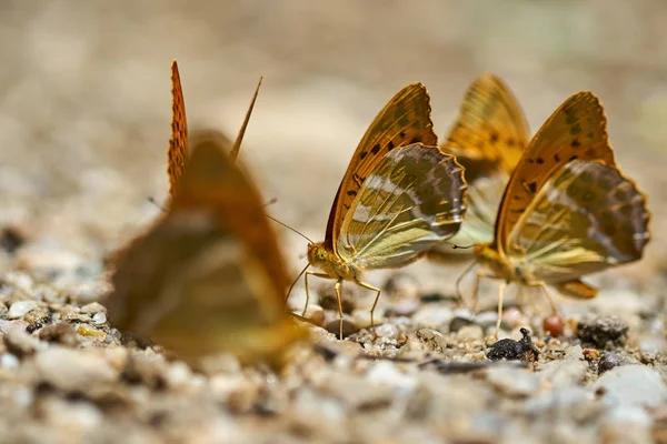Grup turuncu kelebek tuzlar ve mineraller nemli topraktan besleme