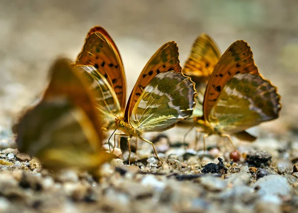 Grup turuncu kelebek tuzlar ve mineraller nemli topraktan besleme