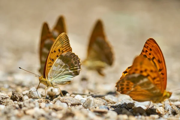 Gruppo Farfalle Arancioni Che Nutrono Sali Minerali Dal Terreno Umido — Foto Stock