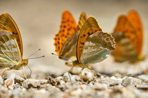 Grupo Borboletas Laranja Alimentando Sais Minerais Solo Úmido — Fotografia de Stock