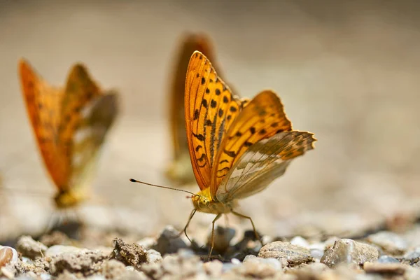 Grupp Orange Fjärilar Livnär Sig Salter Och Mineraler Från Fuktiga — Stockfoto