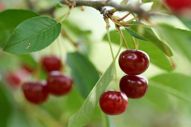 Dallar lezzetli vişne görünümü Kapat