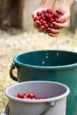 Vişne kırpılmış görünümü taze yıkama eller aldı