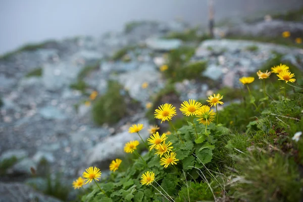 Dandelions Growing Hiking Trail Mountains — Stock Photo, Image