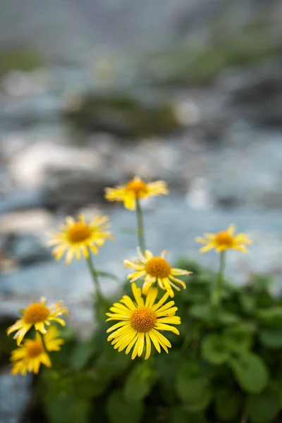 Paardebloemen Groeit Met Wandelpad Bergen — Stockfoto