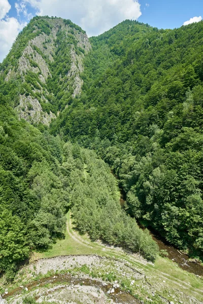 Montanhas Cobertas Florestas Verdejantes Verão — Fotografia de Stock