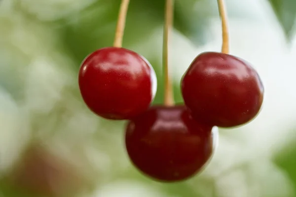 Macro Shot Cherries Branches — Stock Photo, Image