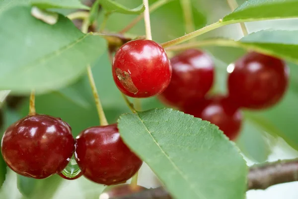 Ripe Red Sour Cherries Branches — Stock Photo, Image
