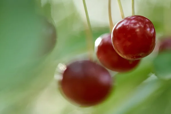 Macro Shot Cherries Branches — Stock Photo, Image