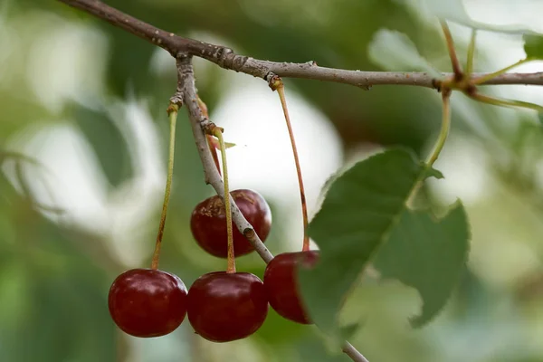 Closeup Red Ripe Delicious Sour Cherries Branches — Stock Photo, Image