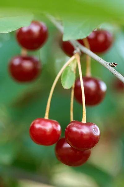 Closeup Red Ripe Delicious Sour Cherries Branches — Stock Photo, Image