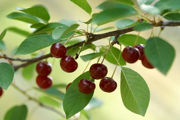 Ripe Red Sour Cherries Branches — Stock Photo, Image