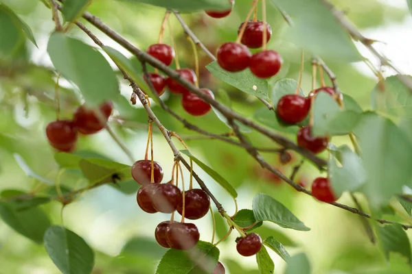 Ripe Red Sour Cherries Branches — Stock Photo, Image