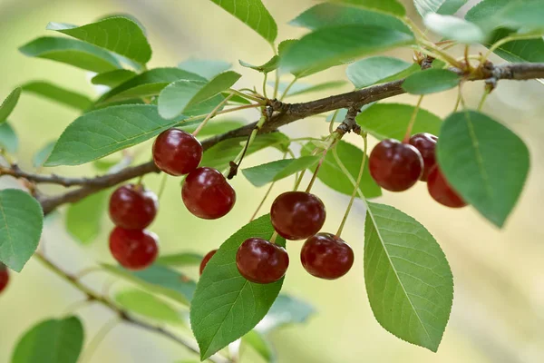 Close View Delicious Sour Cherries Branches — Stock Photo, Image