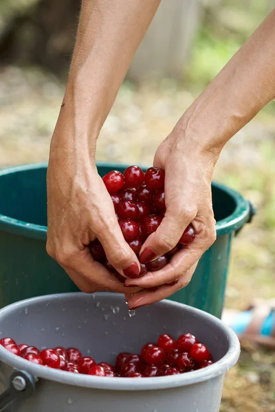 Beskuren Bild Kvinnliga Händer Tvätta Färska Plockade Surkörsbär — Stockfoto