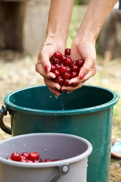 Vue Recadrée Des Mains Féminines Lavant Les Cerises Acides Fraîchement — Photo