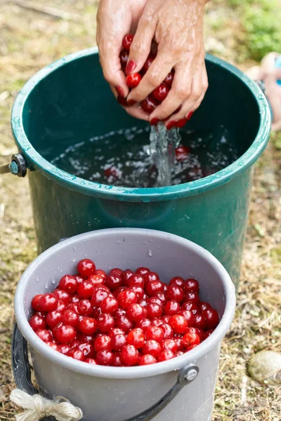 Kvinnliga Händer Tvätta Färska Plockade Surkörsbär — Stockfoto