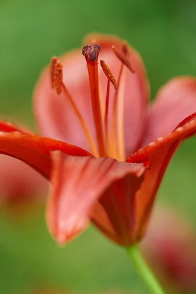Bahçe Içinde Kırmızı Lily Closeup — Stok fotoğraf