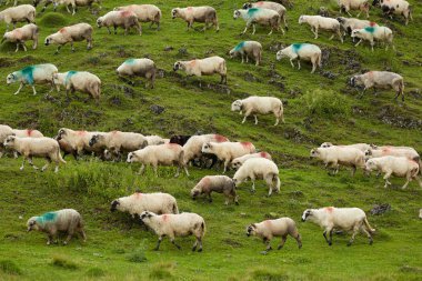 Koyun sürüsü yeşil dağ çayır üzerinde doğal görünümünü