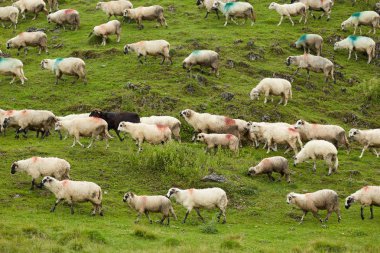 Koyun sürüsü yeşil dağ çayır üzerinde doğal görünümünü