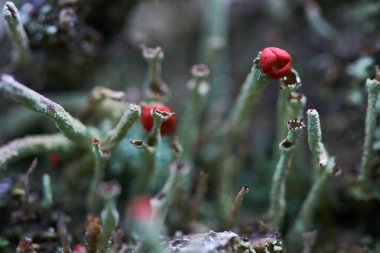 Kırmızı meyve ve çiçekler ile küçük bitkilerin görünümü Kapat