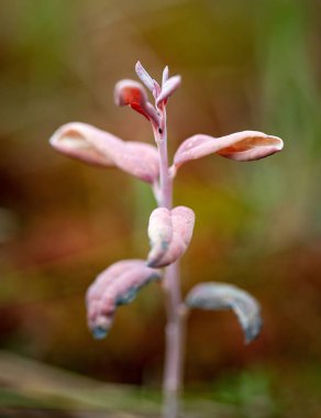 Dağlarda pembe ve mor bitkilerin görünümü Kapat