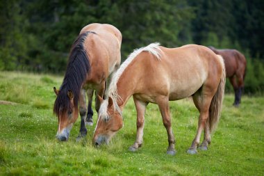 Mera orman tarafından üzerinde otlatma kahverengi at sürüsü