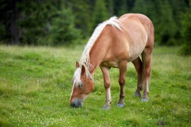 Yeşil dağlık mera üzerinde otlatma at